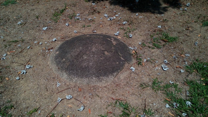 Top of a sphere nearly buried at Finca 6.