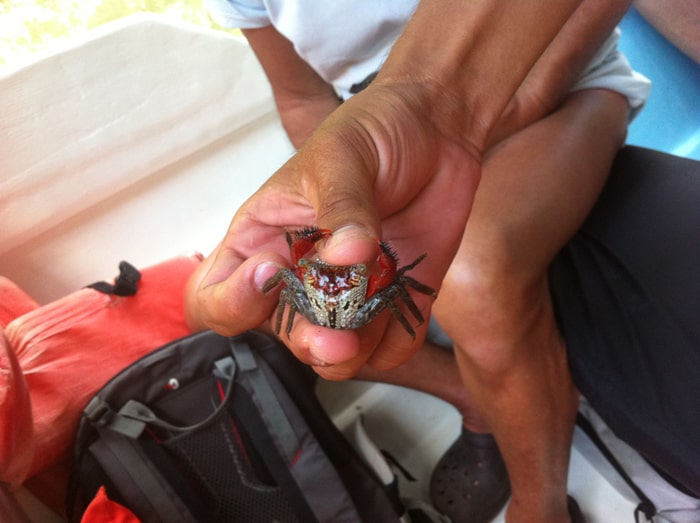 Tiger-face crab captured by one of the crew in the mangroves.