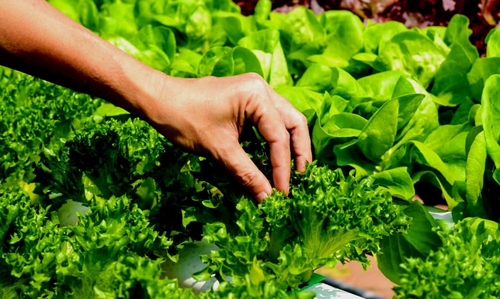 Gardening in Costa Rica during the green season