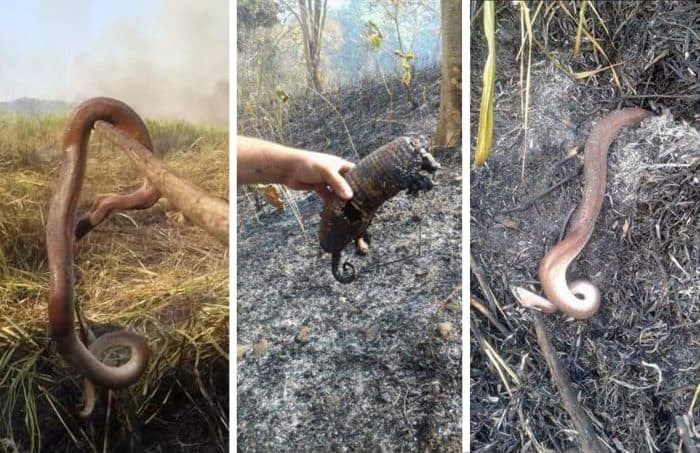 Wildfires at Caño Negro. April 2016