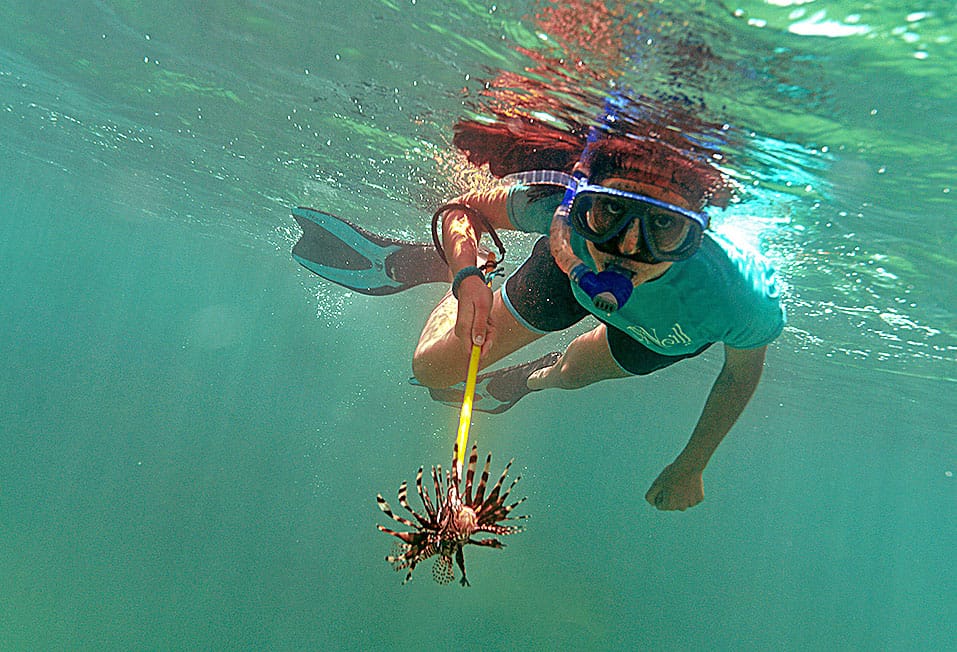spearing a lionfish