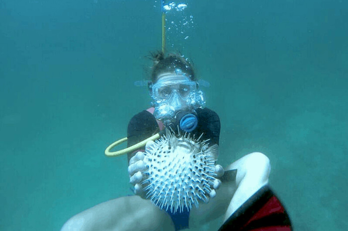 Cristina holds a pufferfish during a Snuba dive off Catalina Island, Costa Rica.