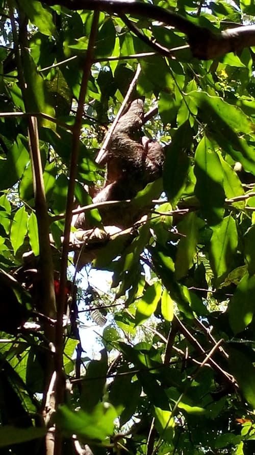 Three-toed sloth.