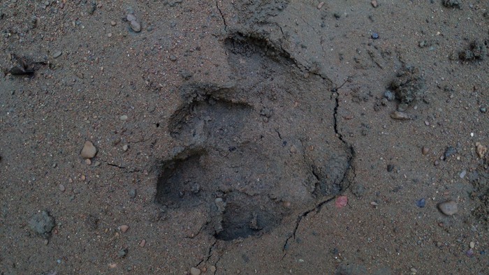 Tapir track.