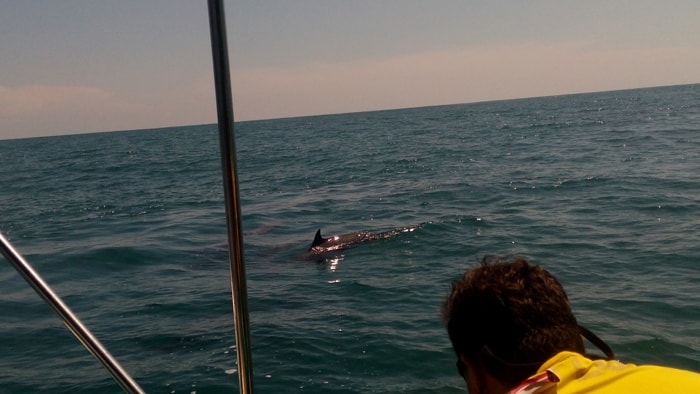 A dolphin surfaces next to our boat.