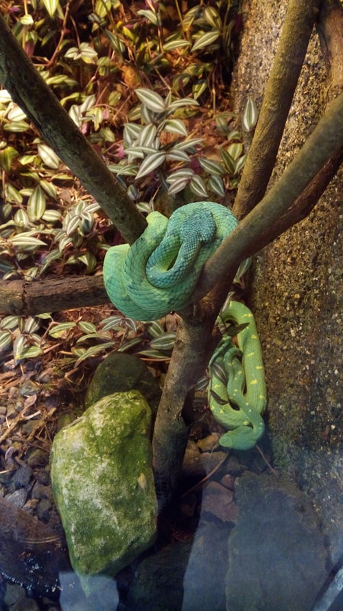 Side-striped palm-pitviper (Bothriechis lateralis), a venemous snake fairly abundant in Costa Rica and Panama.