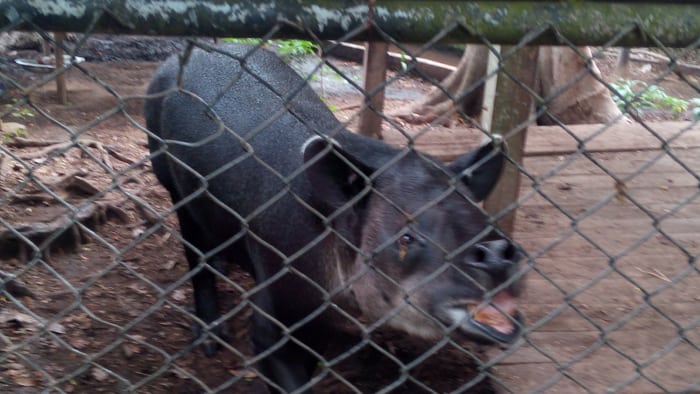 A tapir eyeballs a visitor behind a chain-link fence.