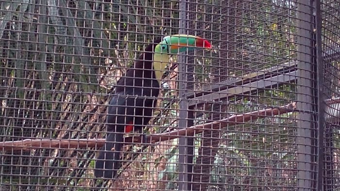 Keel-billed toucan, also known as rainbow-billed toucan.