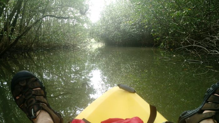 Nosara mangroves