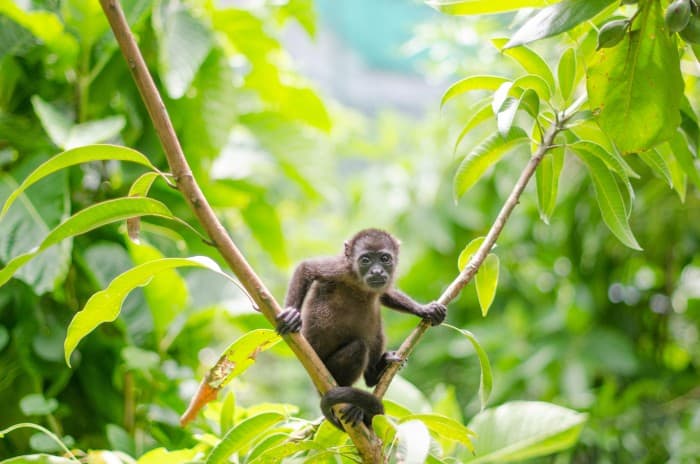 SIBU Costa Rica monkey