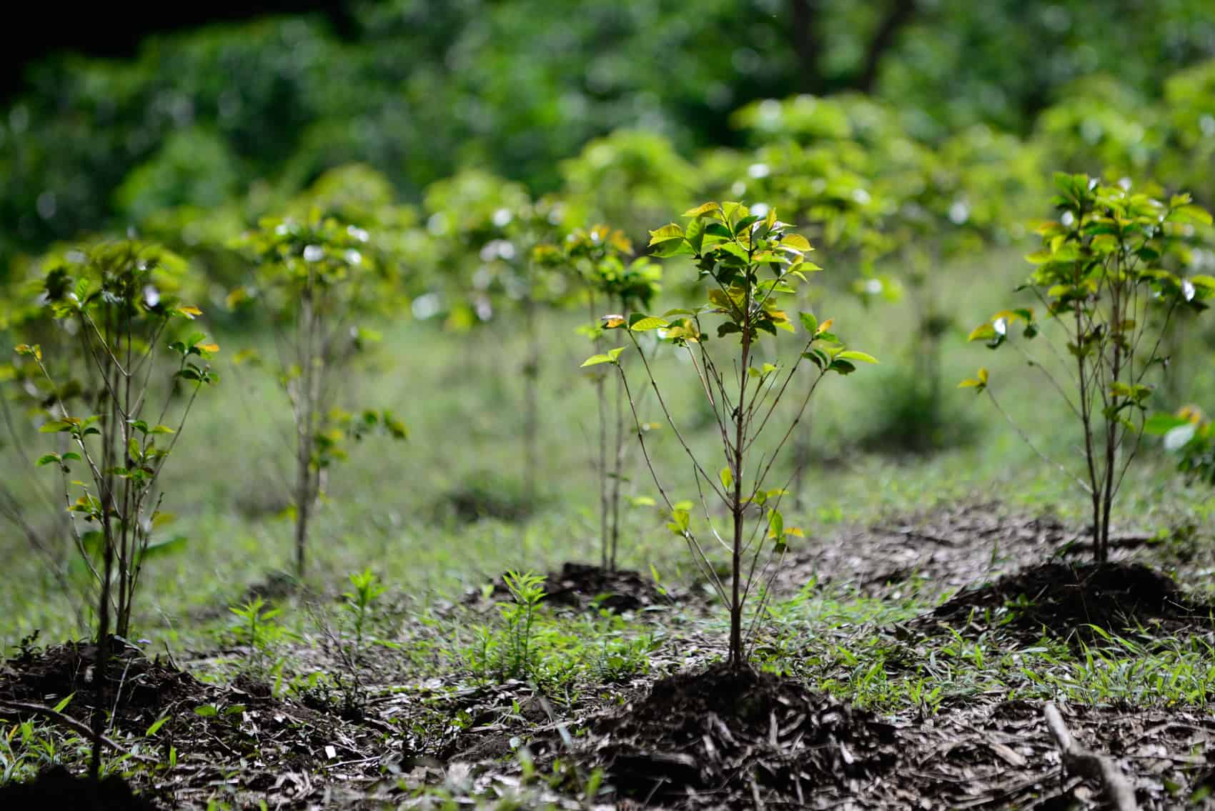 Newly Planted Coffee in Costa Rica