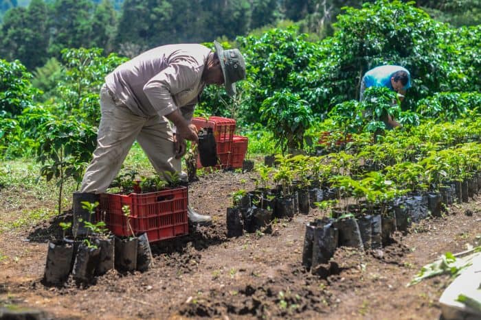 Coffee workers in Costa Rica