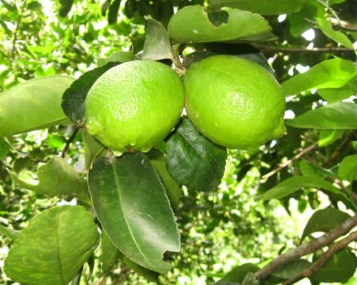 Terminal disease threatens citrus production in Central America