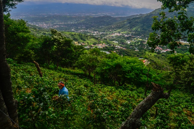 A coffee farmer weeds the fields on a mountainside overlooking Valle del Sol.