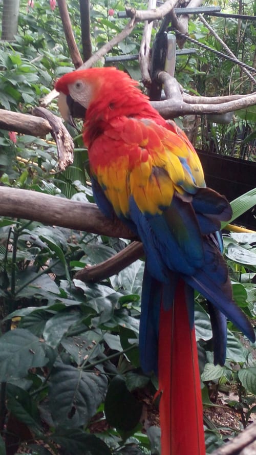 Scarlet macaw.