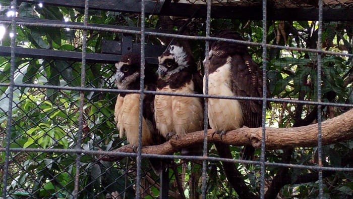 Spectacled owls.