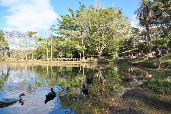 Pond at Peace Park.
