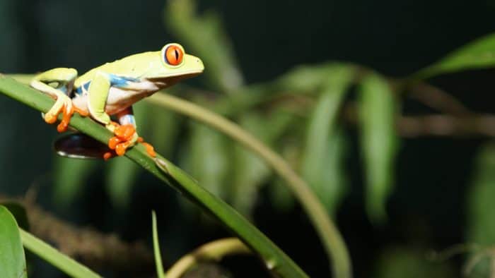 Rainforest Adventure Tree Frog