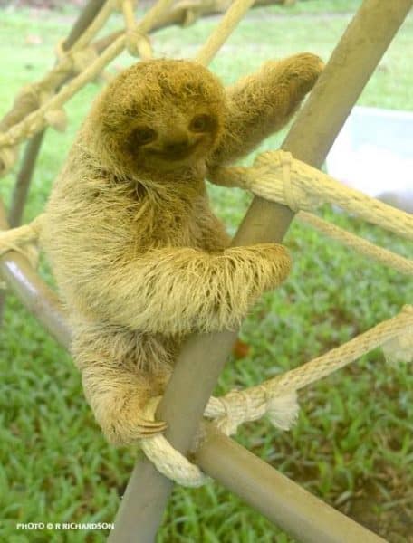 sloth sanctuary costa rica