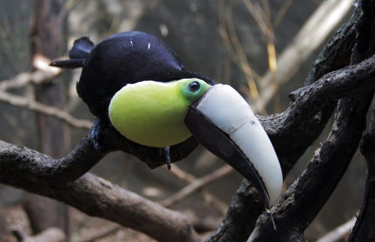 Grecia the toucan, ZooAve