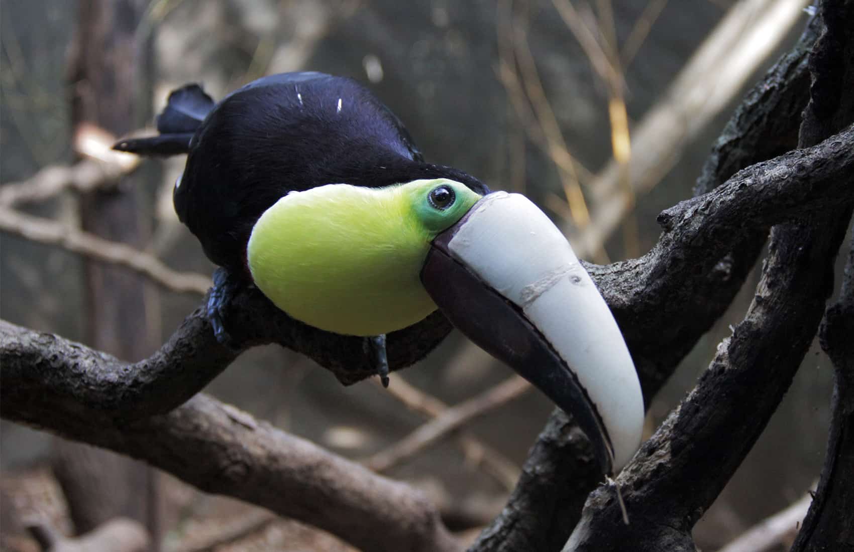 Grecia the toucan, ZooAve