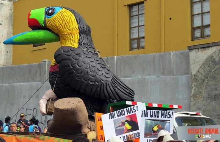 Grecia the toucan, demonstration in San José