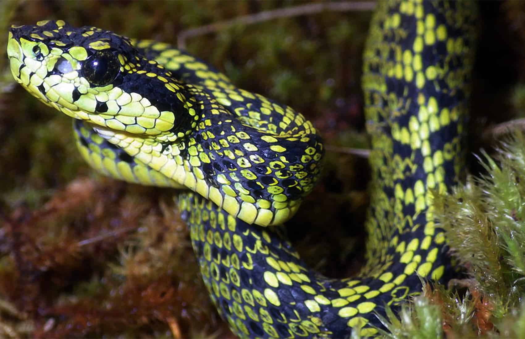 Talamancan Palm-Pitviper - New Costa Rican snake
