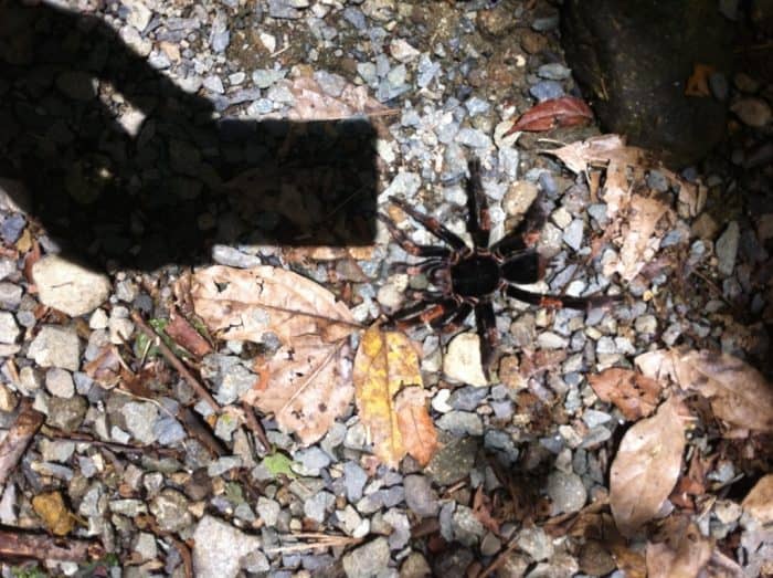An orange-kneed tarantula on a trail at Tapantí.