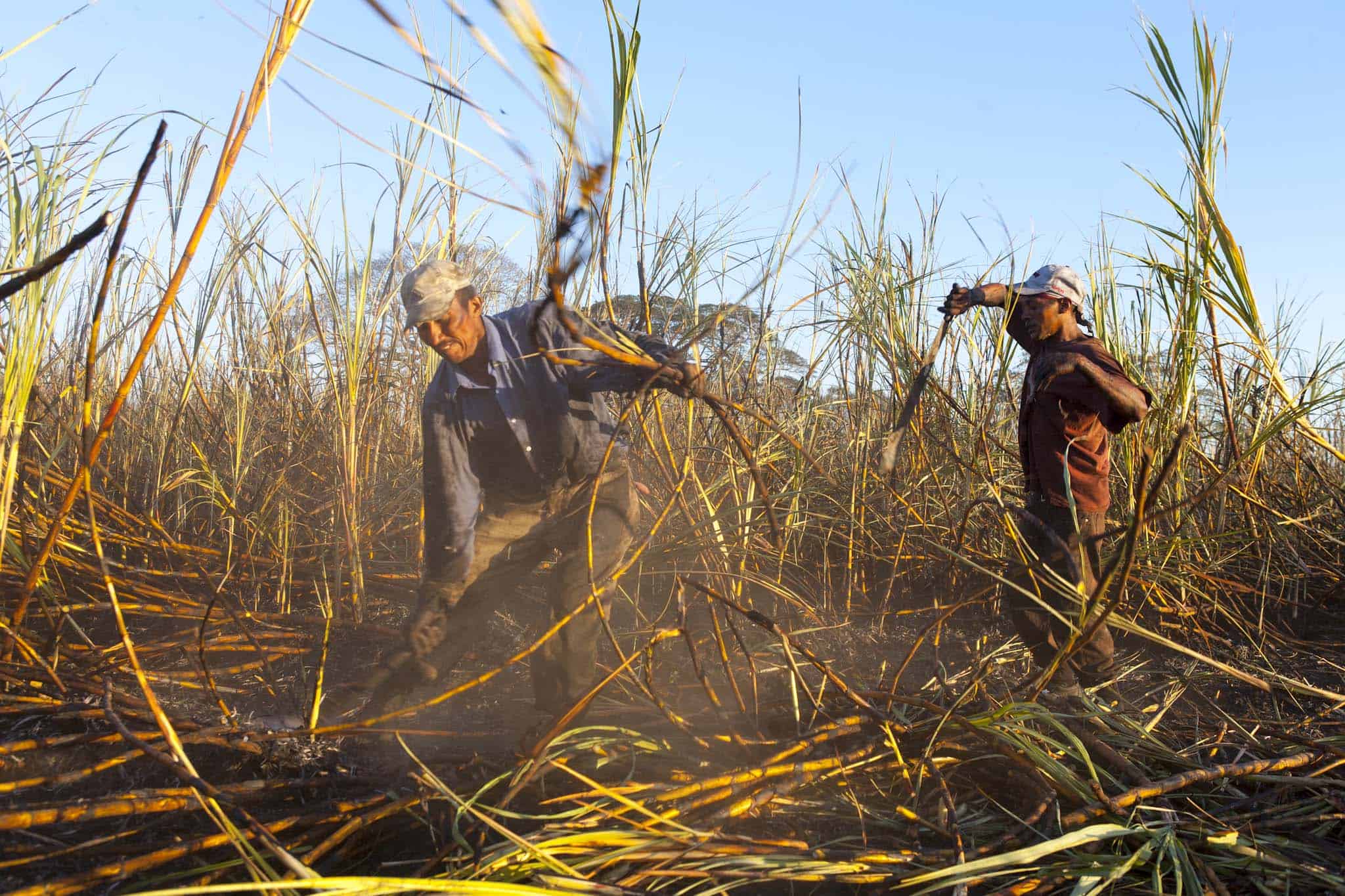 harvesting sugarcane