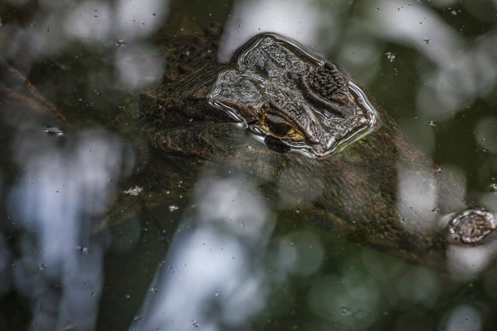 caiman at Cahuita National Park Costa Rica