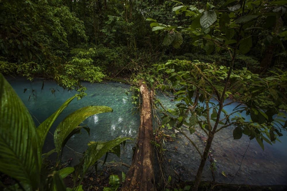 Ferns in a Costa Rica National Park