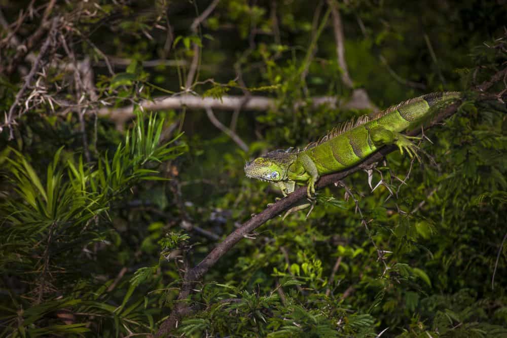 green iguana in a Costa Rica National Park