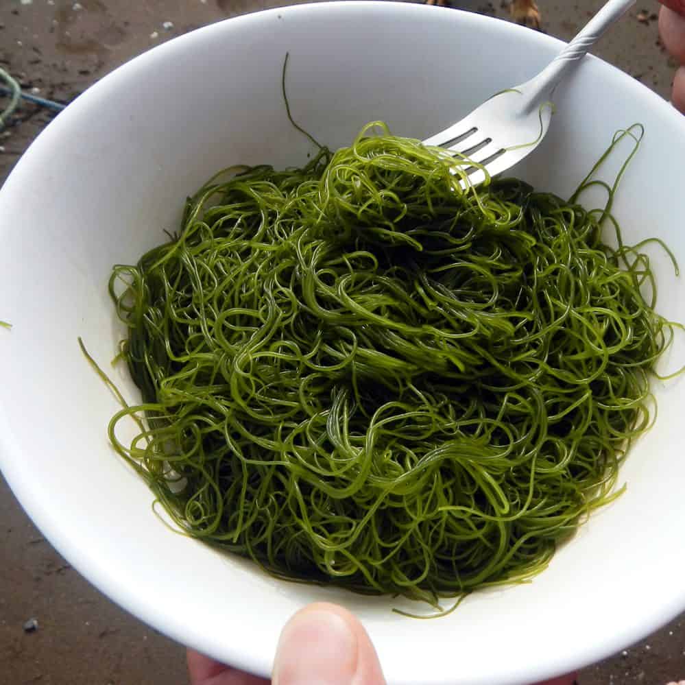 Could seaweed be Costa Rica’s food of the future? The Tico Times