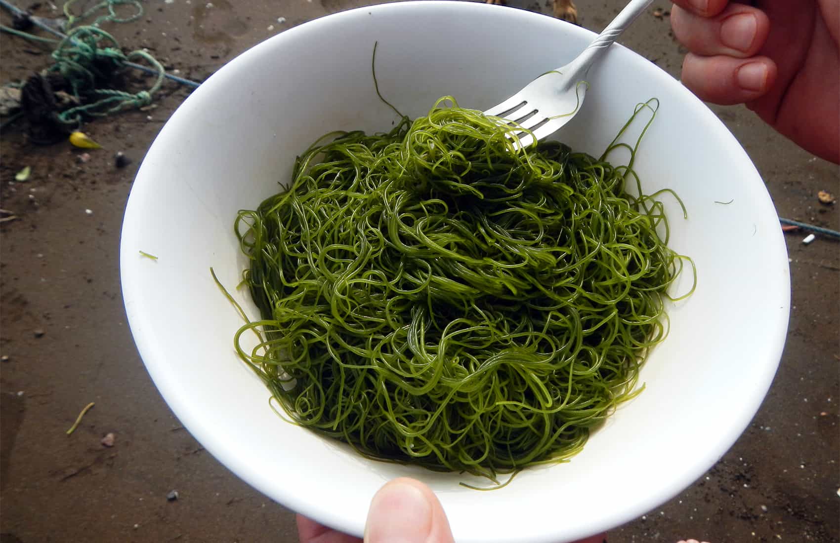 Edible seaweed farming in Costa Rica