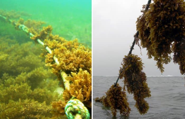 Edible seaweed farming in Costa Rica