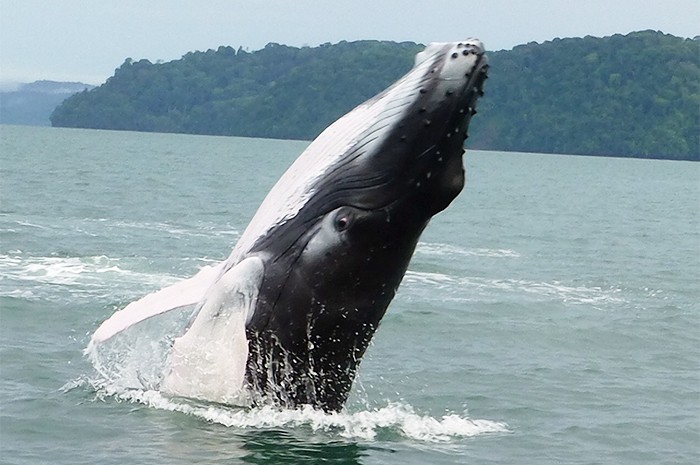 Humpback whale at Bahía Ballena