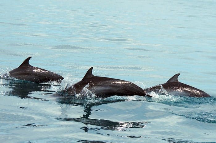 Dolphins in Costa Rica
