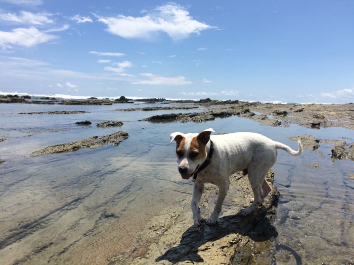 Our dog Kai loves the tide pools in Playa Hermosa.