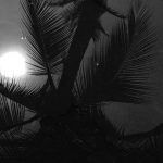 palm tree and sun