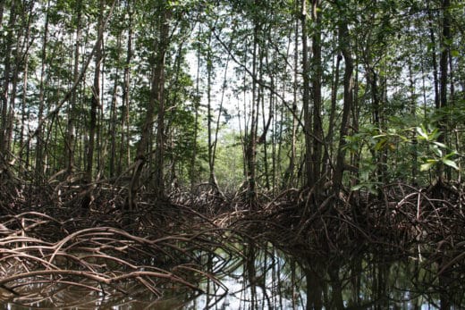 Environmental organizations denounce pineapple farm that could impact Térraba-Sierpe National Wetlands