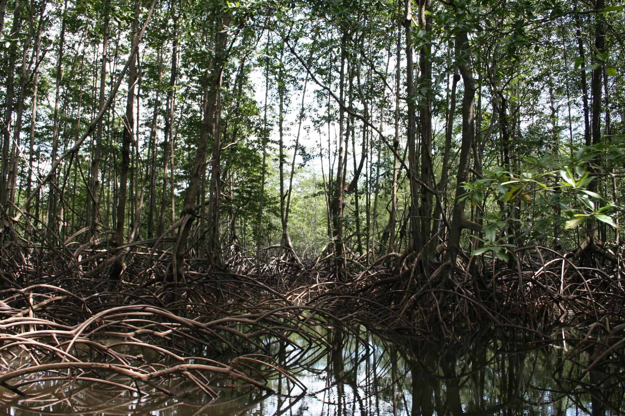 mangroves