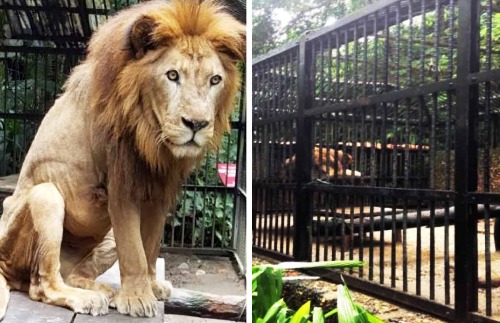 Kivú the Simón Bolívar zoo lion. July 26, 2016.