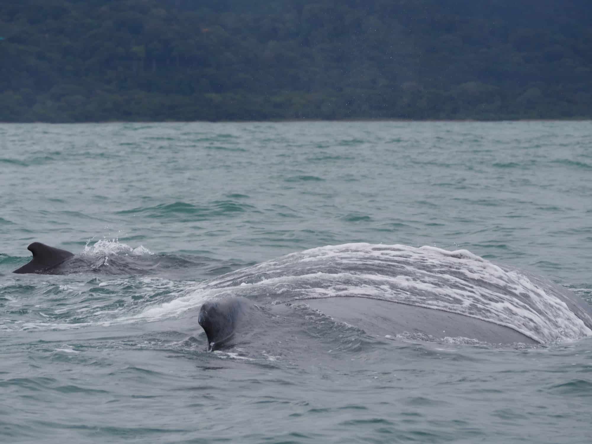 mom and baby whale