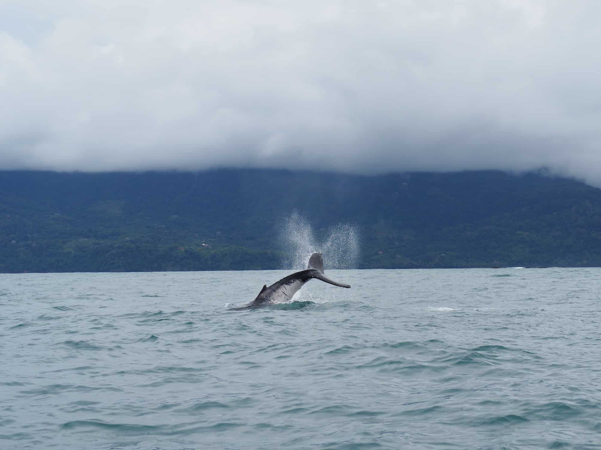 humpback whale