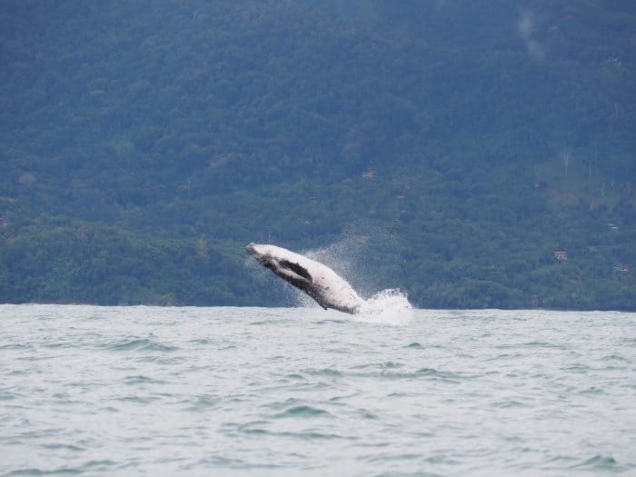 Costa Rica Whale Watching