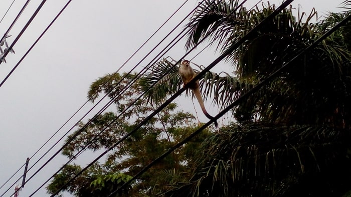 A squirrel monkey on the road between Quepos and Manuel Antonio.