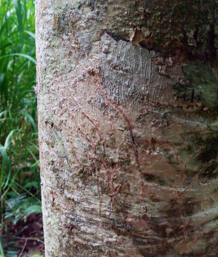 A tree that's been scratched by an ocelot.
