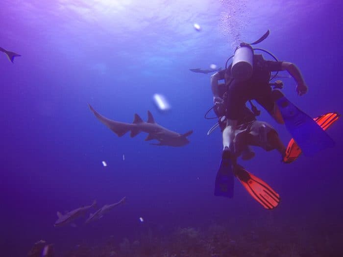 Scuba diving in Belize, we were outnumbered by the sharks