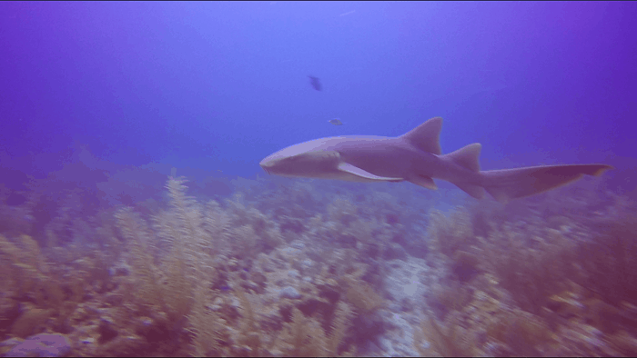 A nurse shark at a dive site called the Tackle Box in Belize.