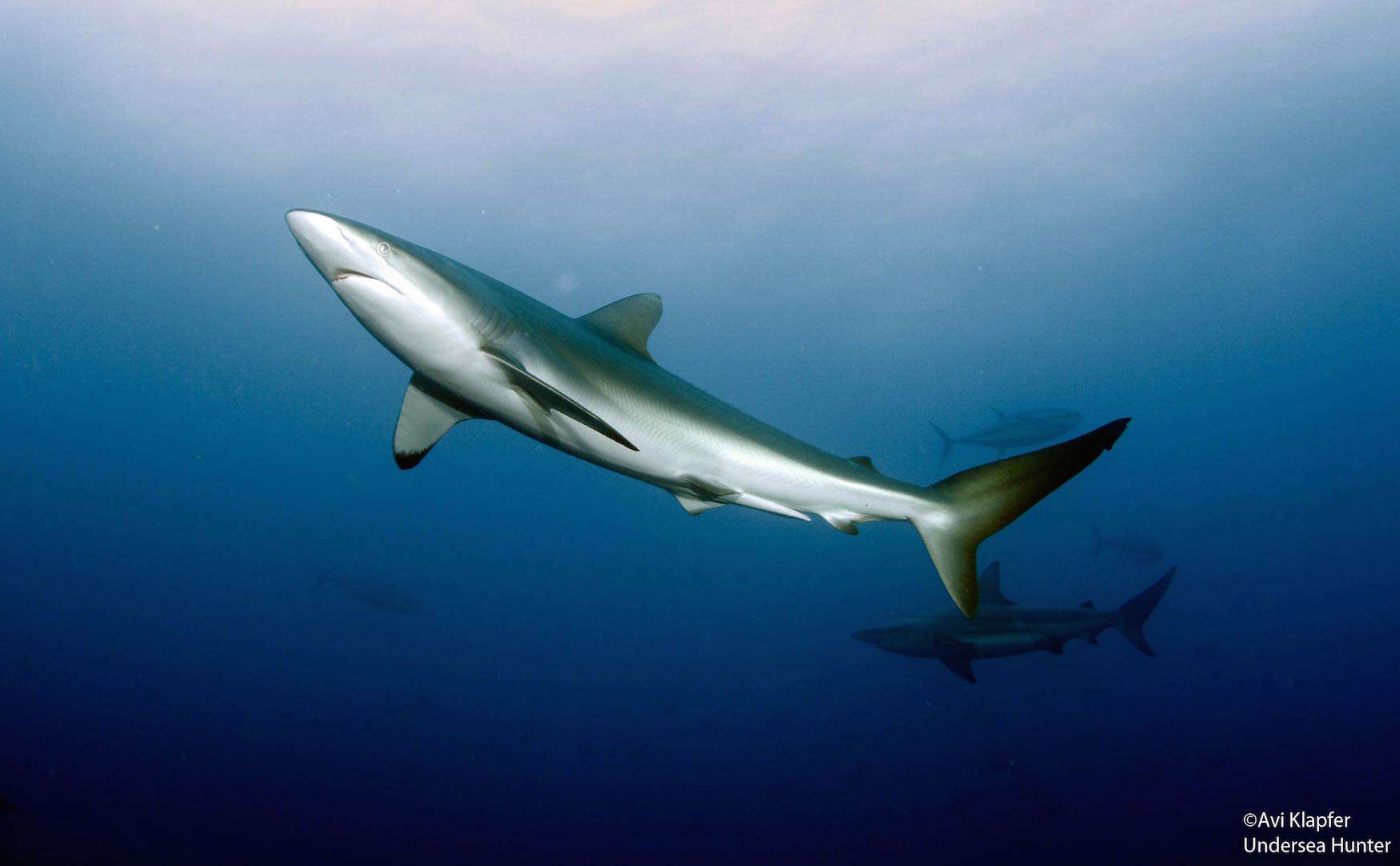 Costa Rica shark conservation